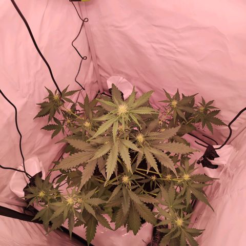 Mr PP growlog timeline photo
