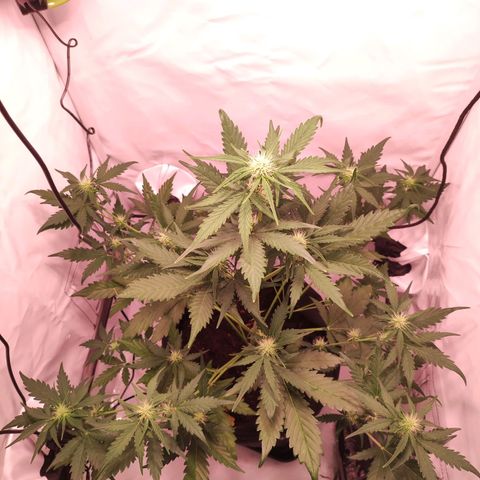 Mr PP growlog timeline photo