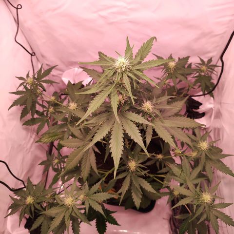 Mr PP growlog timeline photo