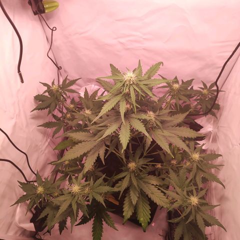 Mr PP growlog timeline photo