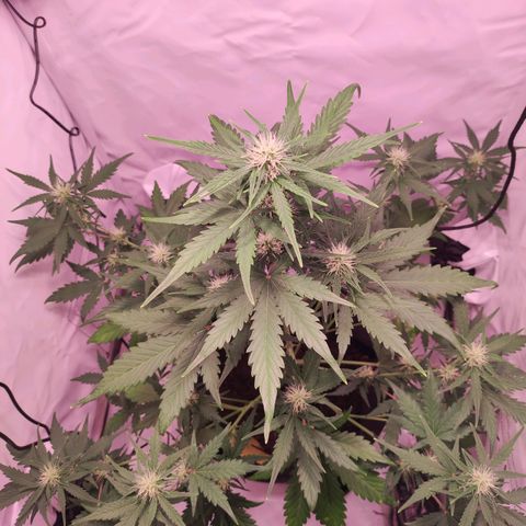 Mr PP growlog timeline photo