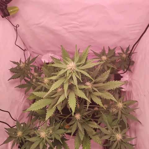 Mr PP growlog timeline photo