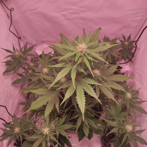 Mr PP growlog timeline photo