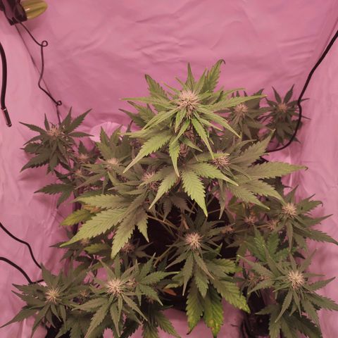 Mr PP growlog timeline photo