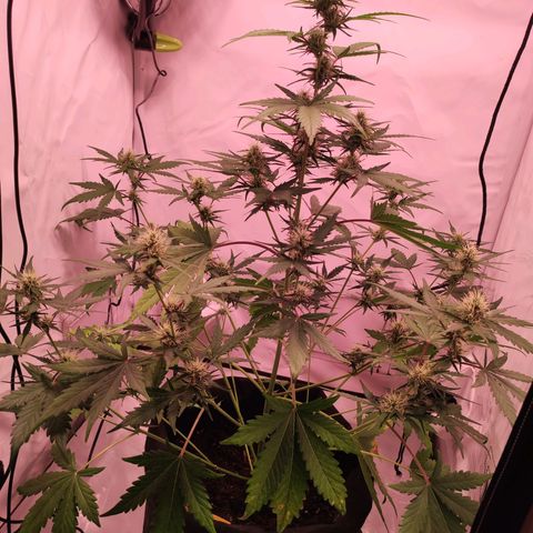 Mr PP growlog timeline photo