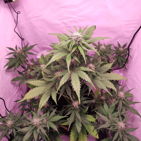 Mr PP growlog timeline photo