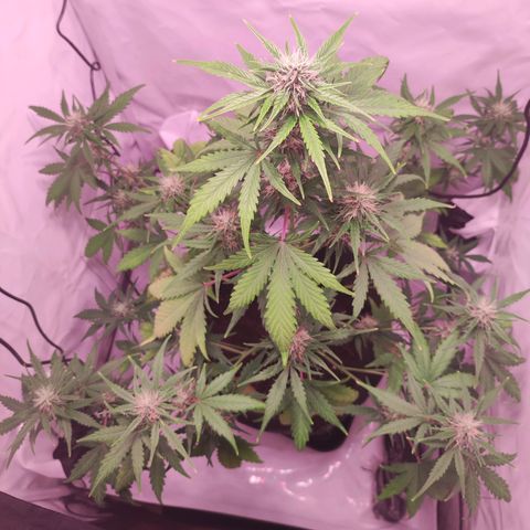 Mr PP growlog timeline photo