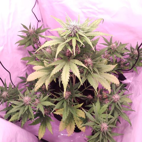 Mr PP growlog timeline photo