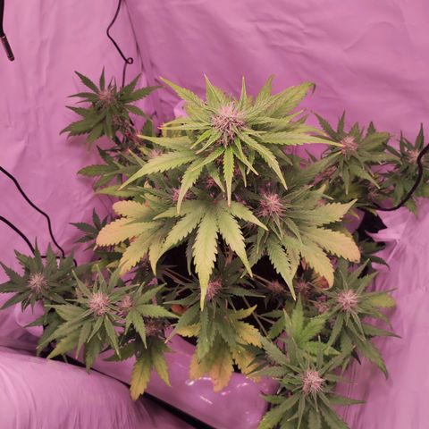 Mr PP growlog timeline photo