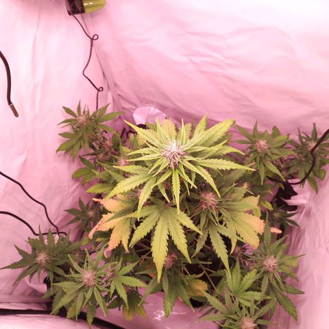 Mr PP growlog timeline photo