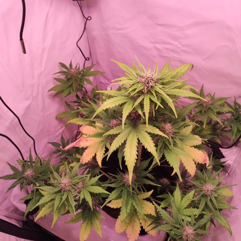 Mr PP growlog timeline photo