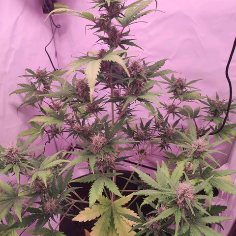 Mr PP growlog timeline photo