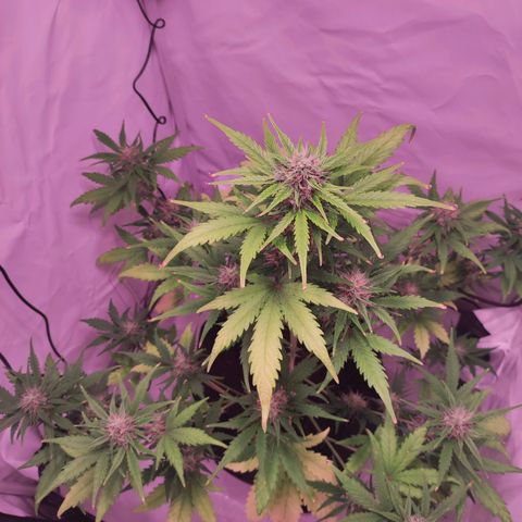 Mr PP growlog timeline photo