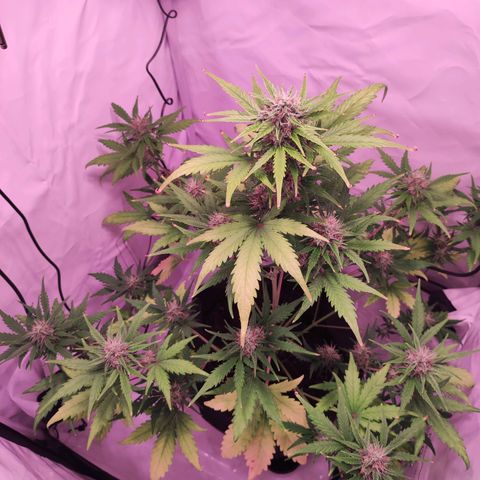 Mr PP growlog timeline photo