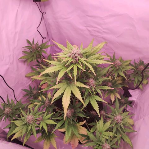 Mr PP growlog timeline photo