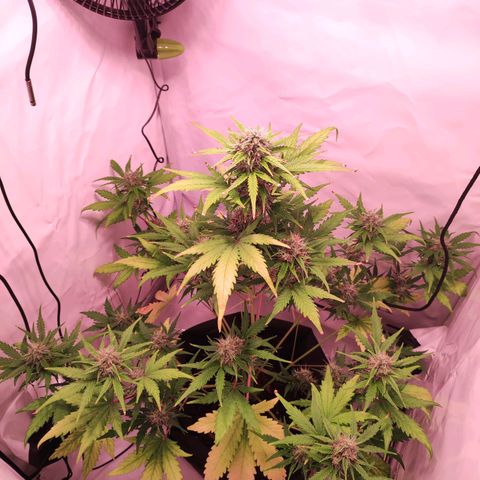 Mr PP growlog timeline photo