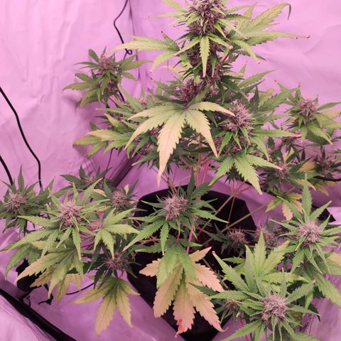 Mr PP growlog timeline photo