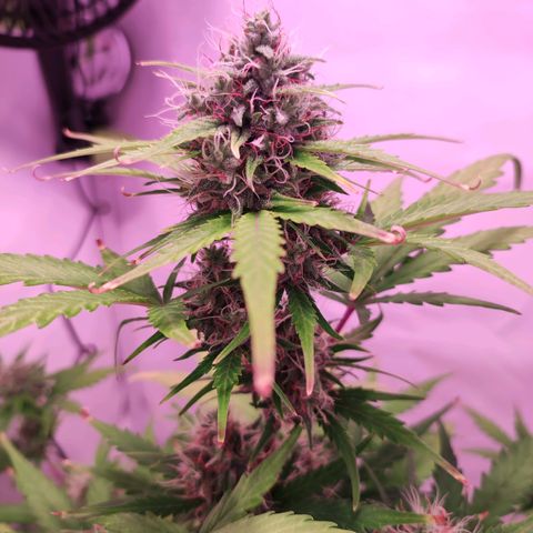 Mr PP growlog timeline photo