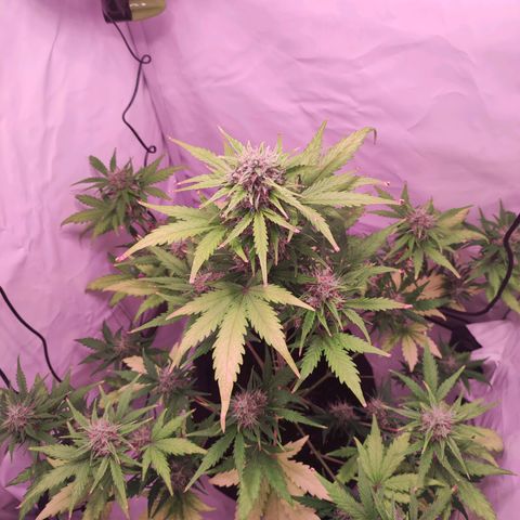 Mr PP growlog timeline photo