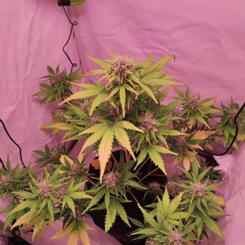 Mr PP growlog timeline photo
