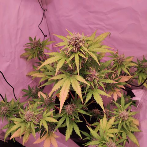 Mr PP growlog timeline photo
