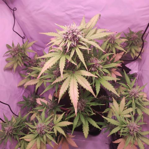 Mr PP growlog timeline photo