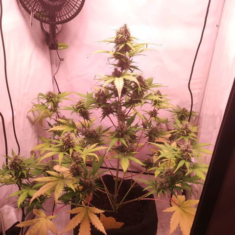 Mr PP growlog timeline photo