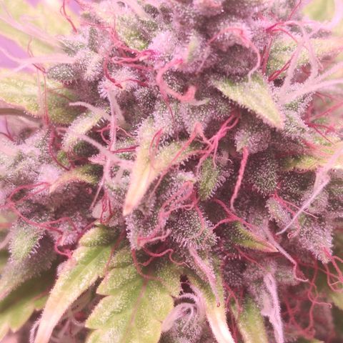 Mr PP growlog timeline photo
