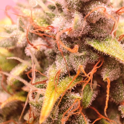 Mr PP growlog timeline photo