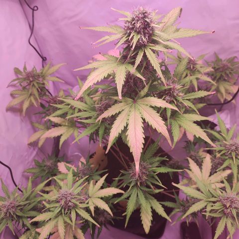 Mr PP growlog timeline photo
