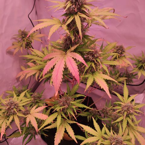 Mr PP growlog timeline photo