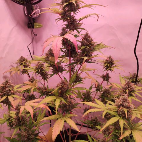 Mr PP growlog timeline photo