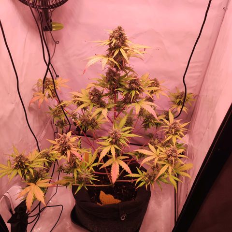 Mr PP growlog timeline photo