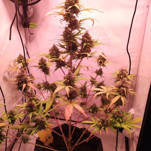 Mr PP growlog timeline photo