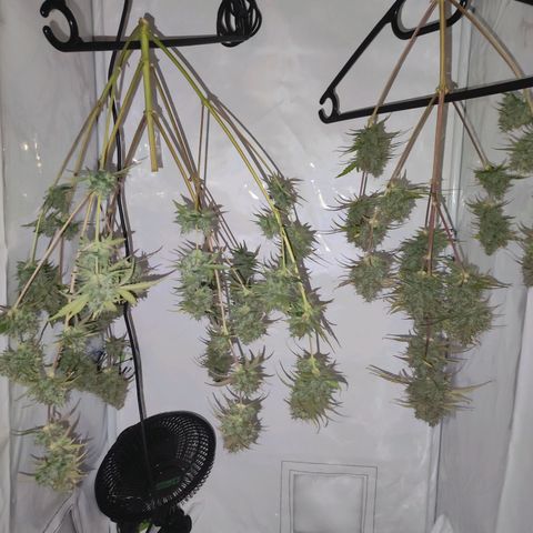 Mr PP growlog timeline photo
