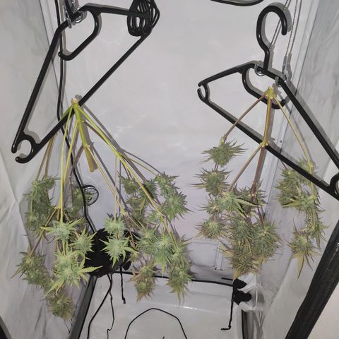 Mr PP growlog timeline photo