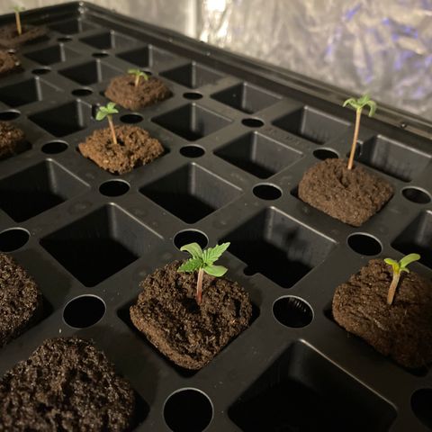 Auto Run 1 growlog timeline photo