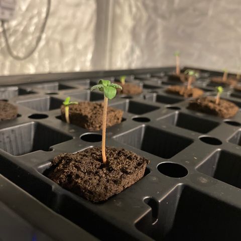 Auto Run 1 growlog photo: Some Stretching. Moved the light closer