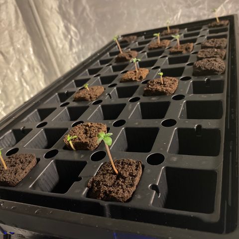 Auto Run 1 growlog photo: One Auto popped through the side of the Rapid Rooter. Will adjust when transplanted