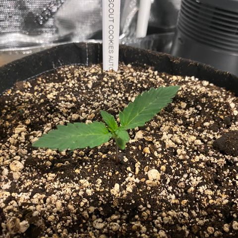 Auto Run 1 growlog photo: GAC and WW Auto’s to final location and showing nicely!  Second nodes appeared today on most. 

BB Auto is coming along but still weaker than the GSC and WW. Thinking the two BB will add to some Gorilla Glue Autos that just popped and make up the second six plants in the 4x8

Meanwhile….the Lemin Cremasicle Photos are looking good and have formed new nodes as well. The Wedding Cake Photos are just starting to pop and don’t look great at the moment. 