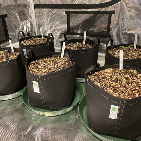 Auto Run 1 growlog photo: GAC and WW Auto’s to final location and showing nicely!  Second nodes appeared today on most. 

BB Auto is coming along but still weaker than the GSC and WW. Thinking the two BB will add to some Gorilla Glue Autos that just popped and make up the second six plants in the 4x8

Meanwhile….the Lemin Cremasicle Photos are looking good and have formed new nodes as well. The Wedding Cake Photos are just starting to pop and don’t look great at the moment. 