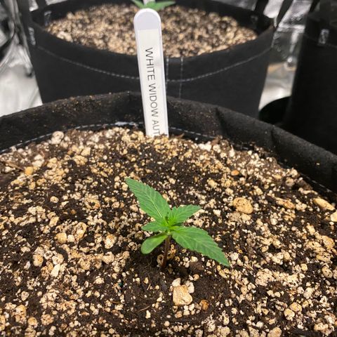 Auto Run 1 growlog photo: GAC and WW Auto’s to final location and showing nicely!  Second nodes appeared today on most. 

BB Auto is coming along but still weaker than the GSC and WW. Thinking the two BB will add to some Gorilla Glue Autos that just popped and make up the second six plants in the 4x8

Meanwhile….the Lemin Cremasicle Photos are looking good and have formed new nodes as well. The Wedding Cake Photos are just starting to pop and don’t look great at the moment. 