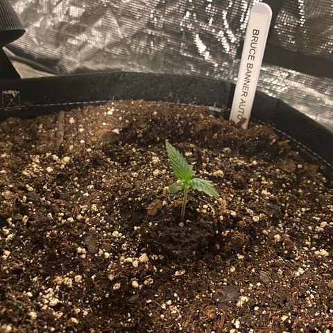 Auto Run 1 growlog photo: GAC and WW Auto’s to final location and showing nicely!  Second nodes appeared today on most. 

BB Auto is coming along but still weaker than the GSC and WW. Thinking the two BB will add to some Gorilla Glue Autos that just popped and make up the second six plants in the 4x8

Meanwhile….the Lemin Cremasicle Photos are looking good and have formed new nodes as well. The Wedding Cake Photos are just starting to pop and don’t look great at the moment. 