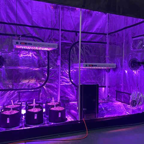 Auto Run 1 growlog photo: GAC and WW Auto’s to final location and showing nicely!  Second nodes appeared today on most. 

BB Auto is coming along but still weaker than the GSC and WW. Thinking the two BB will add to some Gorilla Glue Autos that just popped and make up the second six plants in the 4x8

Meanwhile….the Lemin Cremasicle Photos are looking good and have formed new nodes as well. The Wedding Cake Photos are just starting to pop and don’t look great at the moment. 