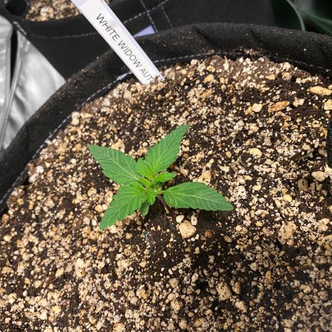 Auto Run 1 growlog timeline photo
