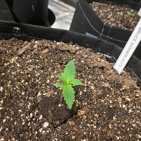 Auto Run 1 growlog timeline photo