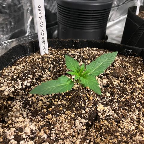 Auto Run 1 growlog timeline photo