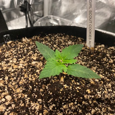 Auto Run 1 growlog timeline photo
