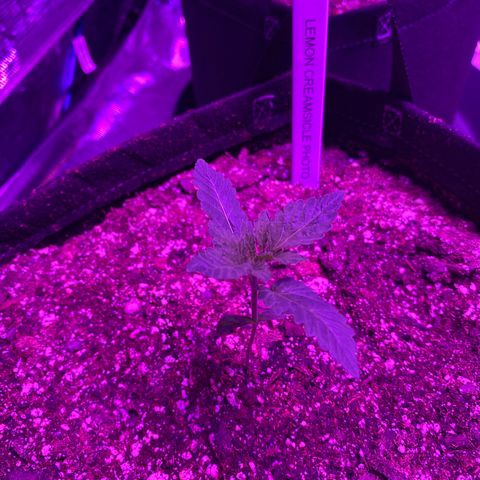 Auto Run 1 growlog timeline photo