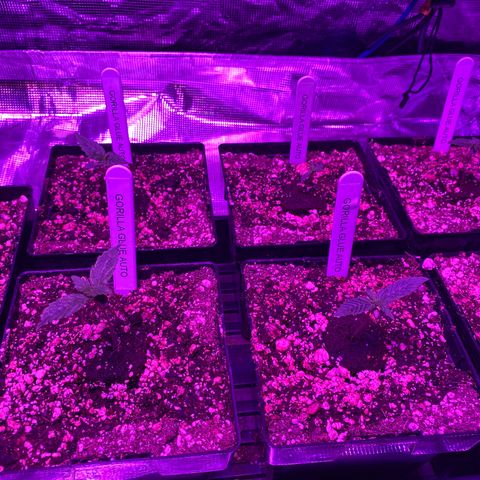 Auto Run 1 growlog timeline photo